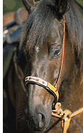 Horse Photo w/ Noseband