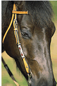 Horse Photo w/ Headstall